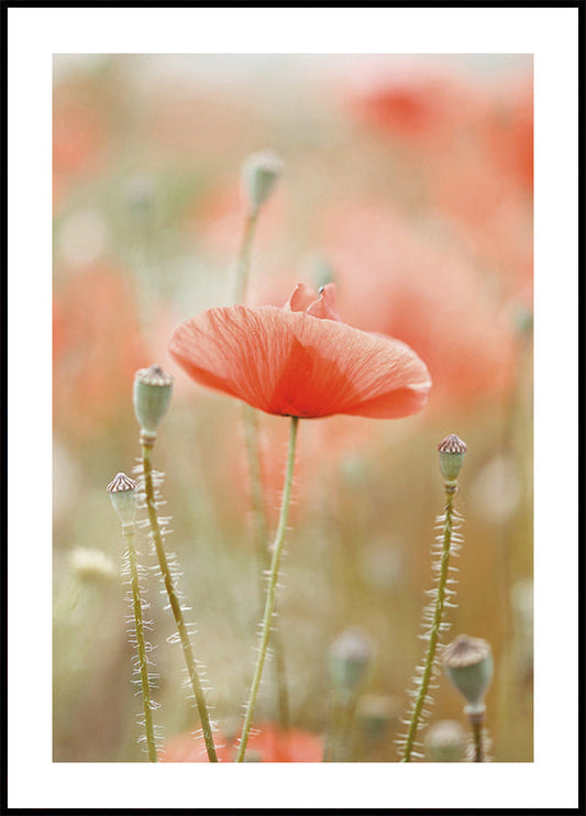 Field of Poppies Plakat