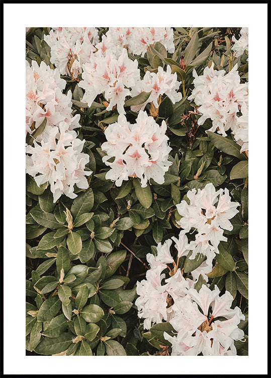 Hibiscus Plakat - Posterbox.dk