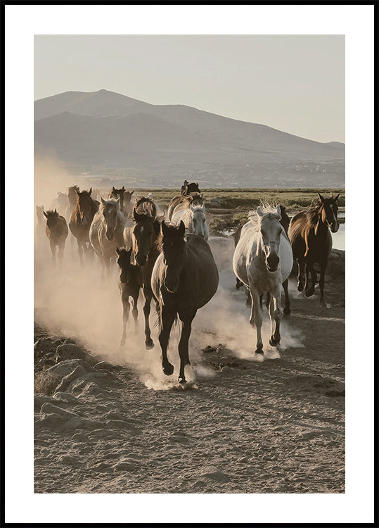 Wild Horses Gallop Plakat - Posterbox.dk