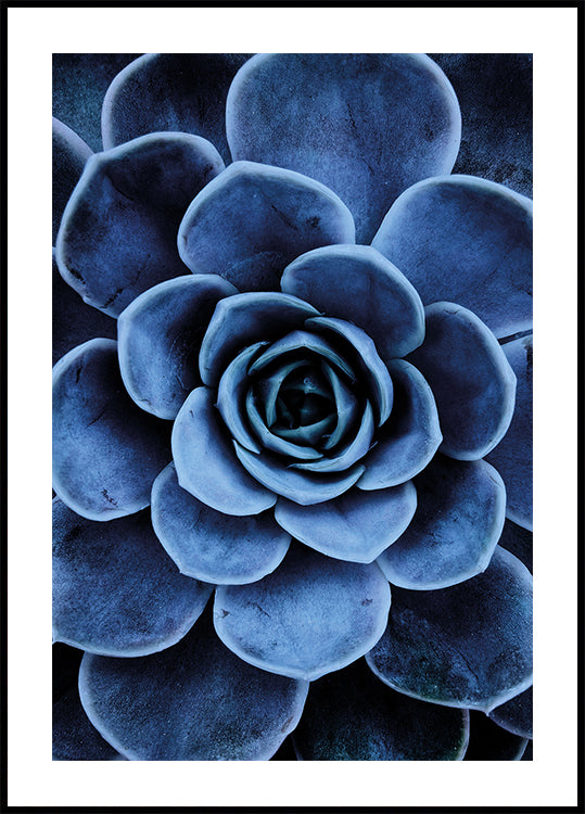 Blue Succulent Plakat - Posterbox.dk