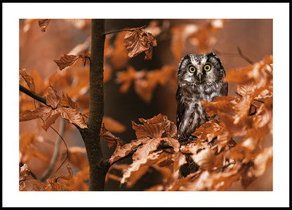 Little Owl in the Autumn Forest Plakat