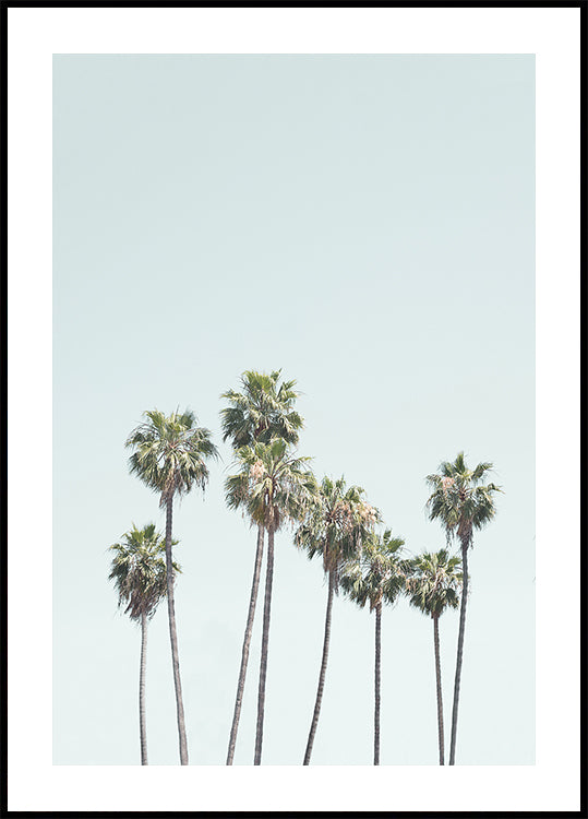 Blue Palm Trees Plakat