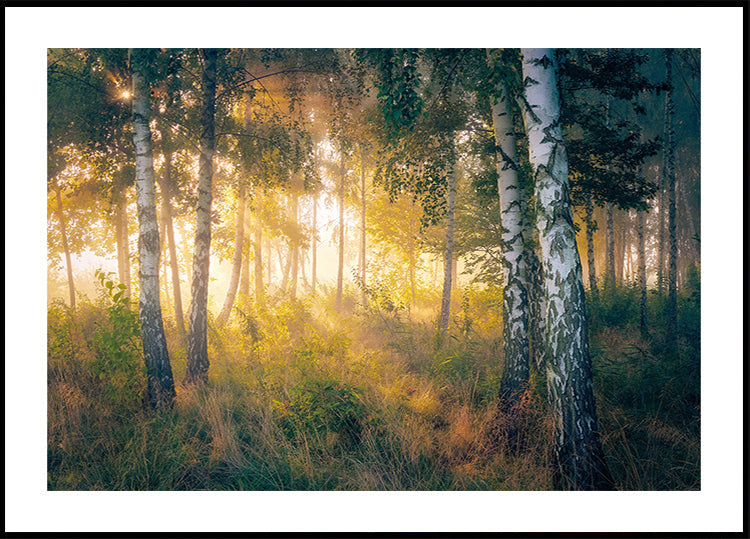 Gold in the forest Plakat