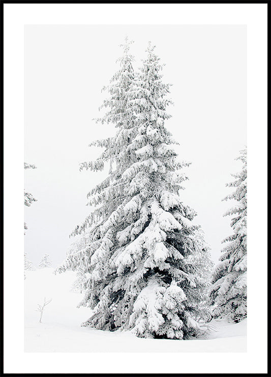 Snow-Covered Pine Trees Plakat