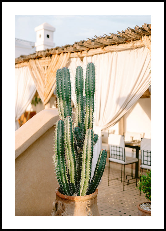 Rooftop Cactus | Morocco Travel Photography Plakat