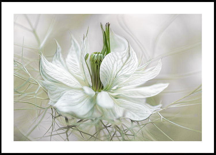 Nigella Plakat