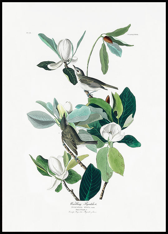 Warbling Flycatcher From Birds of America (1827) Plakat