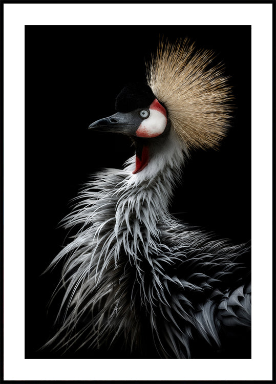 Crowned crane's portrait