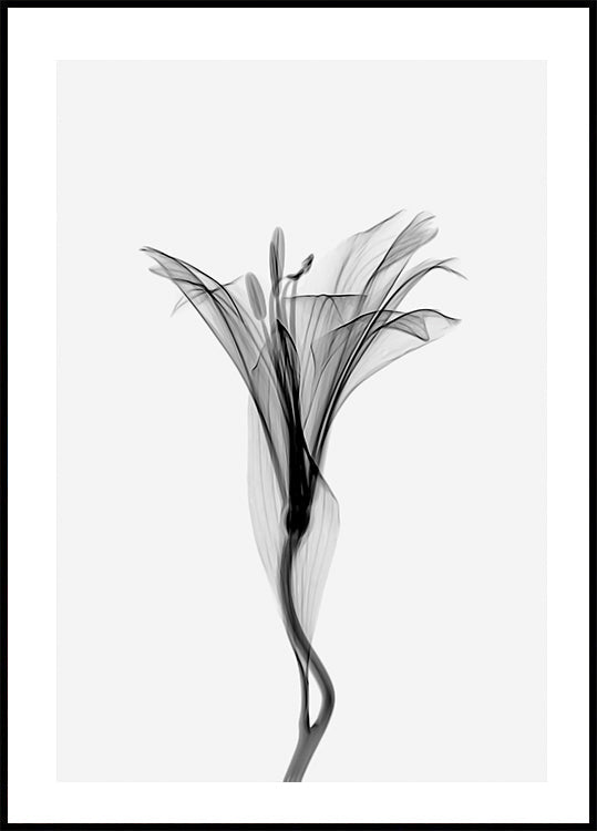 Graceful Lily Plakat - Posterbox.dk