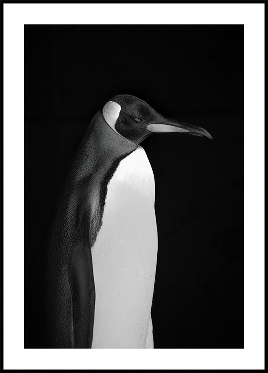 Mr. Penguin Plakat