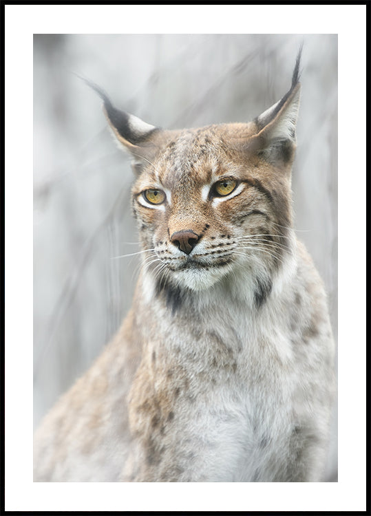 Lynx portrait in the fog Plakat