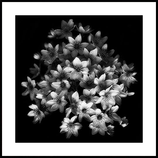 Early Sensation Plakat