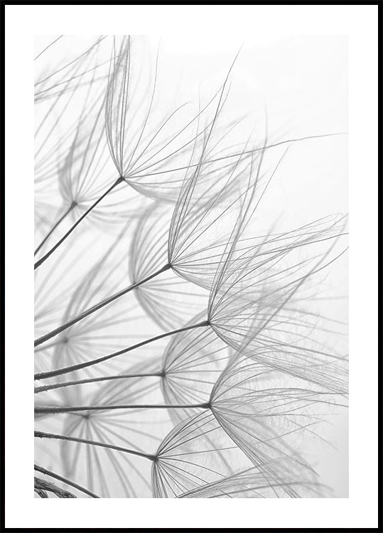 Dandelion Wishes in Black and White Plakat