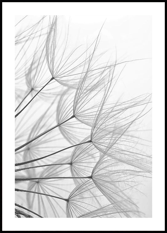 Dandelion Wishes in Black and White Plakat