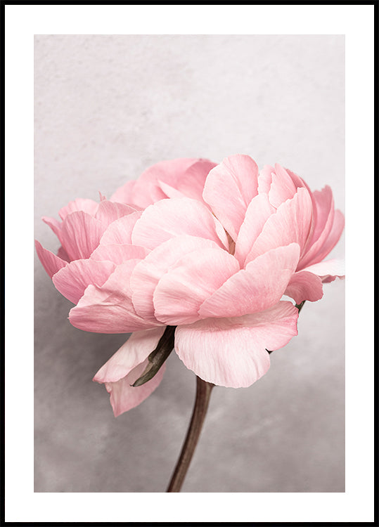 Peony