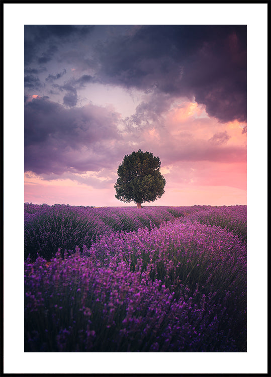 Lavender Fields, Isparta Plakat
