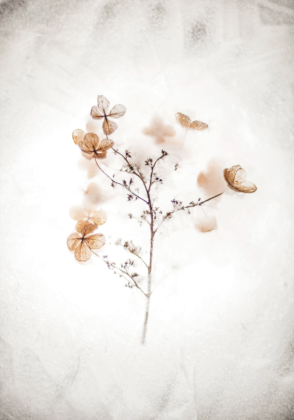 Frozen Dried Hydrangeas in Ice Plakat