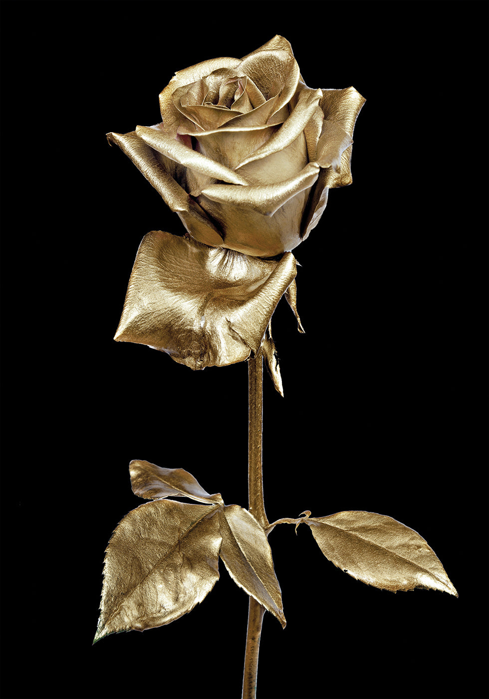 Golden Rose Plakat