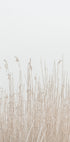 Grass In Fog Plakat - Posterbox.dk