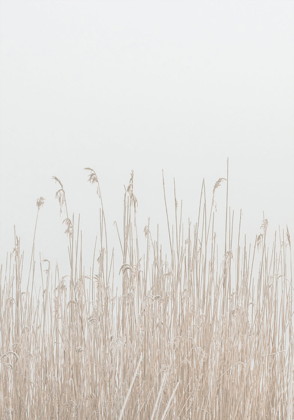 Grass In Fog Plakat - Posterbox.dk