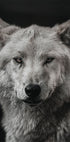 Gray Wolf Plakat - Posterbox.dk