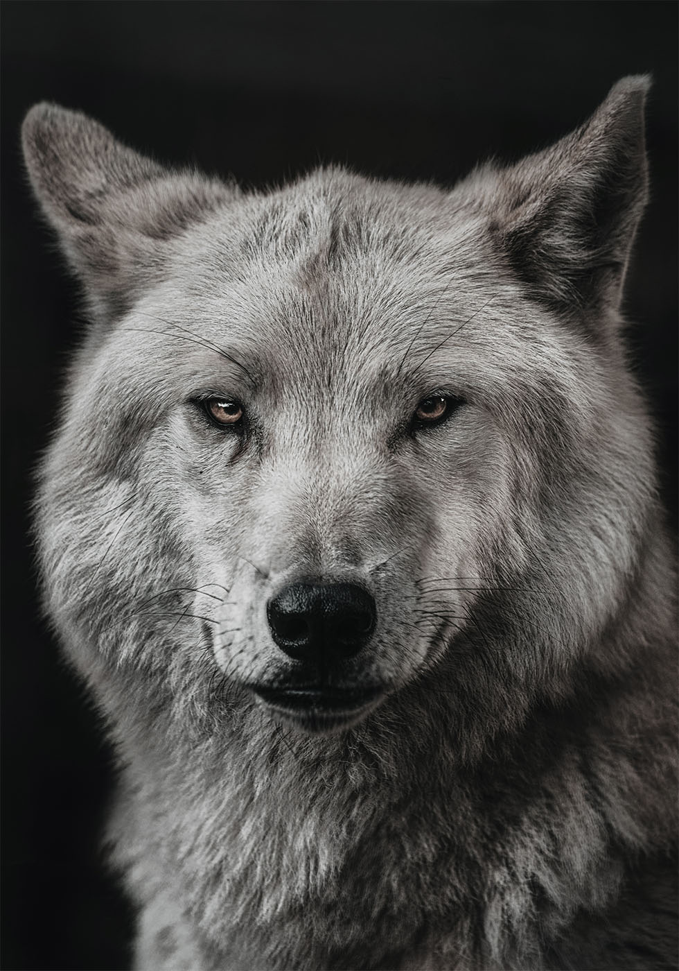 Gray Wolf Plakat - Posterbox.dk