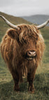Highland Cow Near a Mountain Plakat - Posterbox.dk