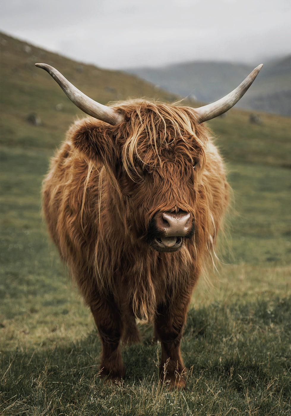 Highland Cow Near a Mountain Plakat - Posterbox.dk