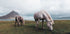 Horses by A Lake Plakat - Posterbox.dk
