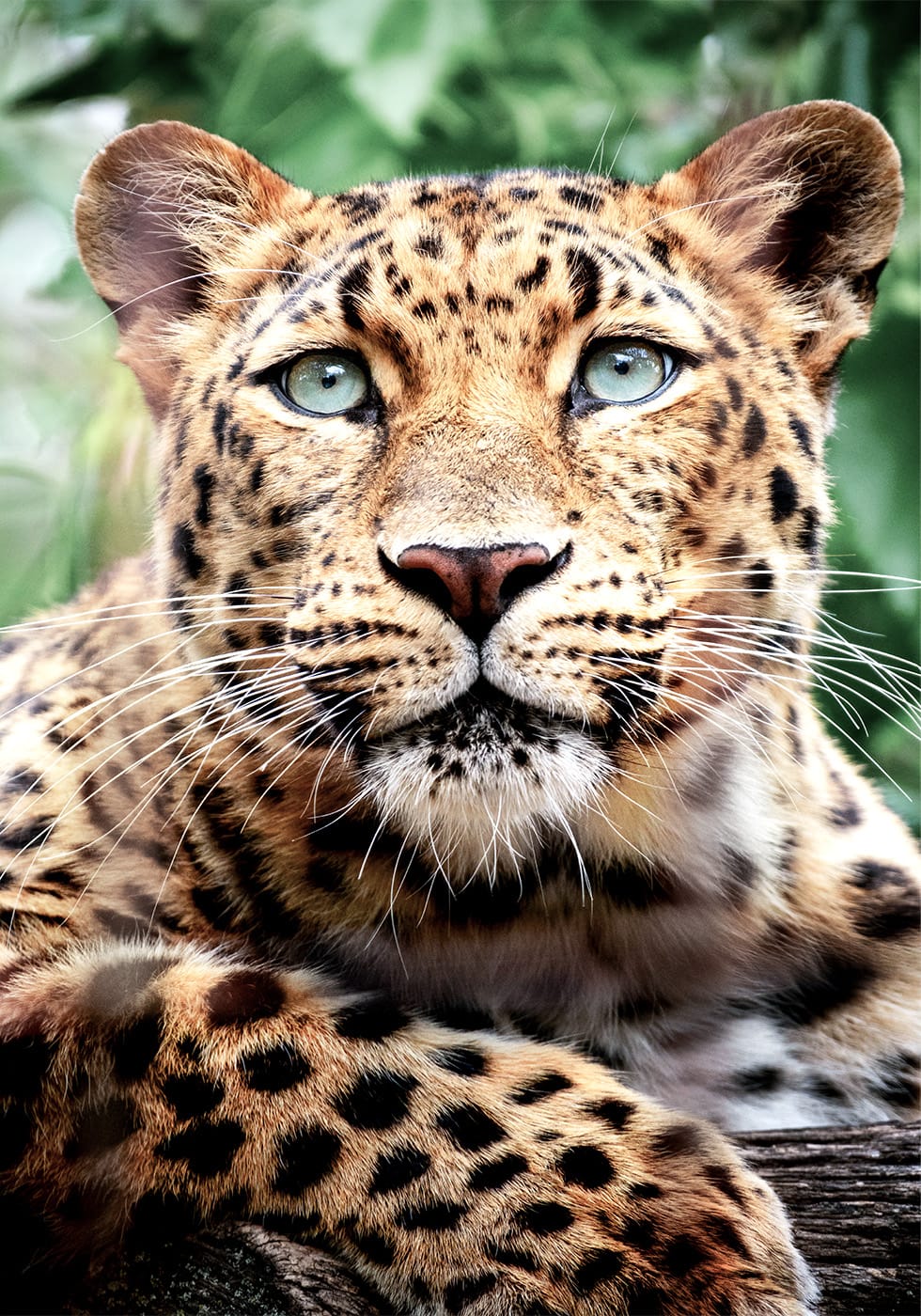 Leopard Portrait Poster