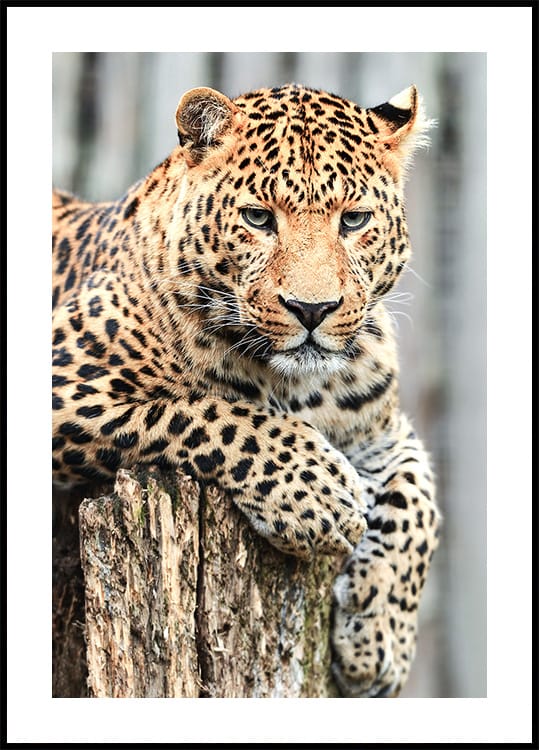 Leopard on a Stump Poster - Posterbox.dk