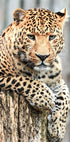 Leopard on a Stump Poster - Posterbox.dk