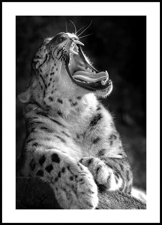 Majestic Leopard Roar Plakat - Posterbox.dk