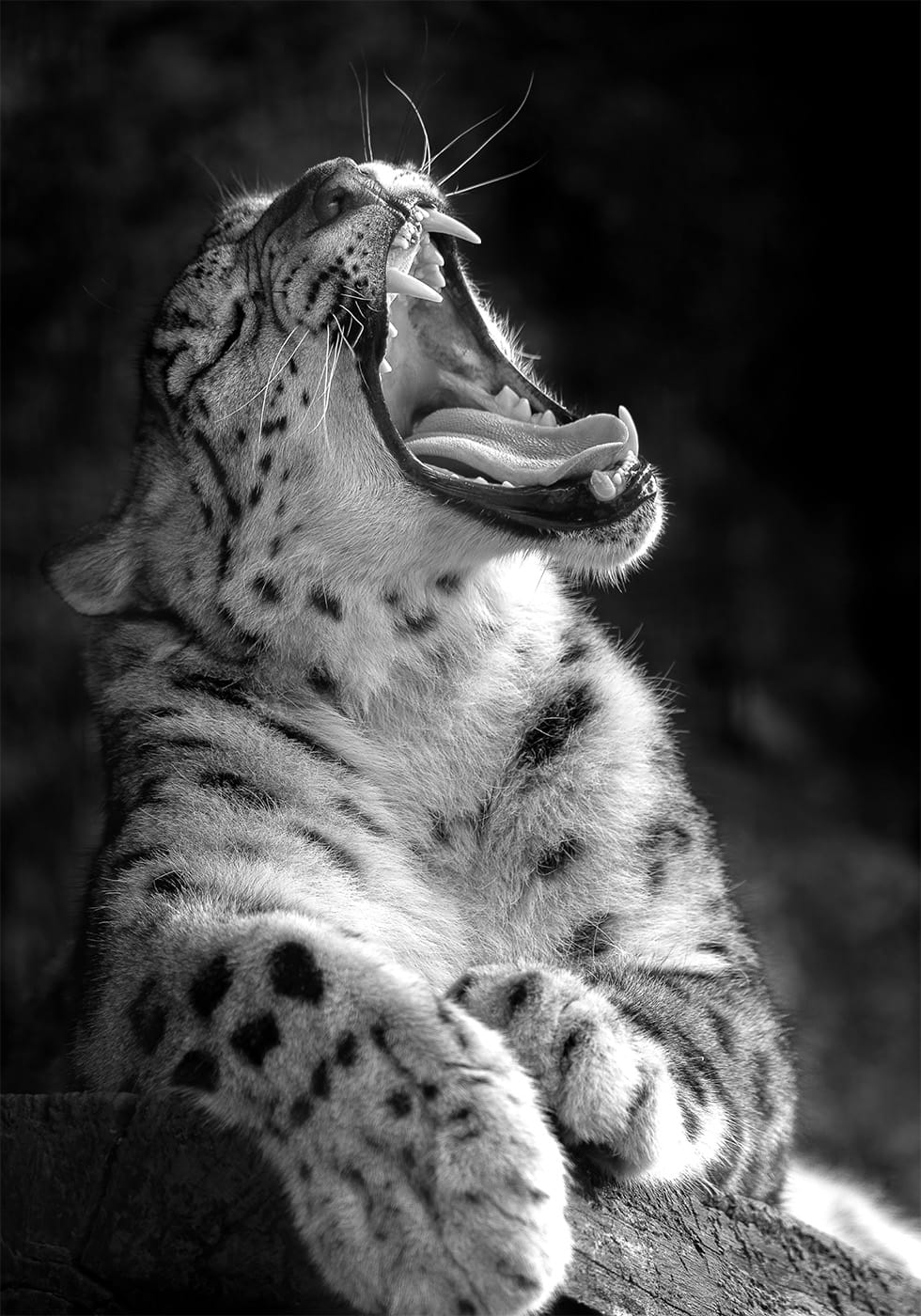 Majestic Leopard Roar Plakat