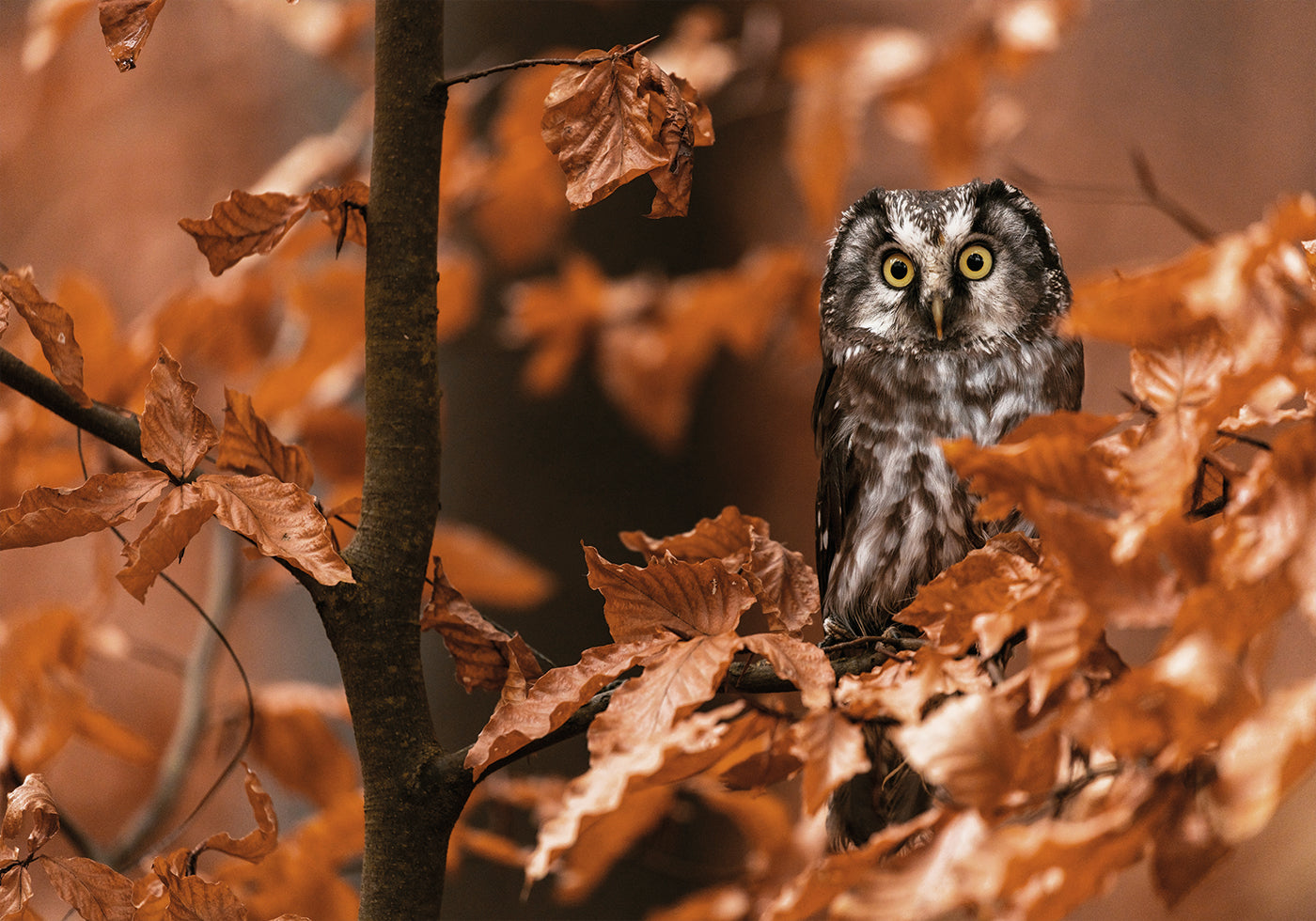 Little Owl in the Autumn Forest Plakat