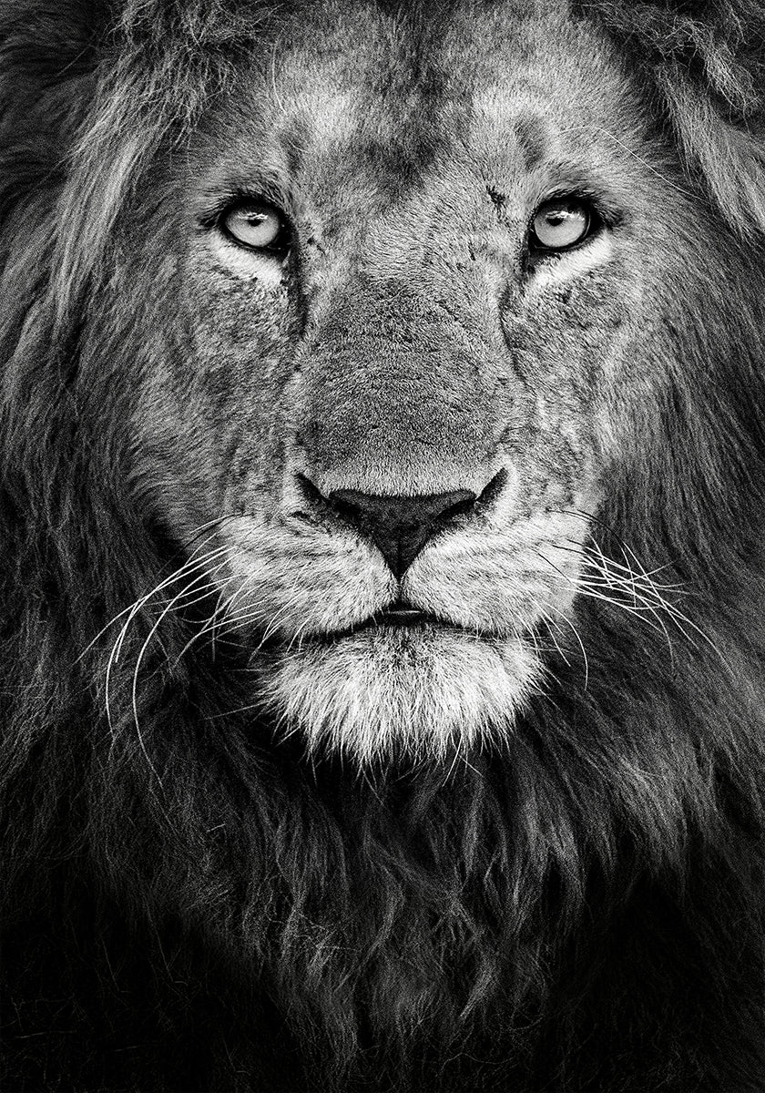 Royal portrait Plakat