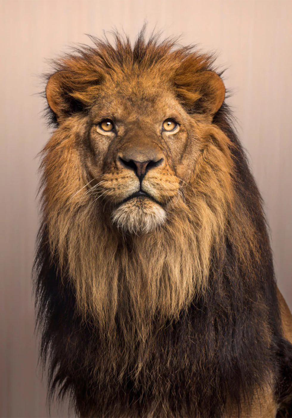 Majestic Lion Plakat