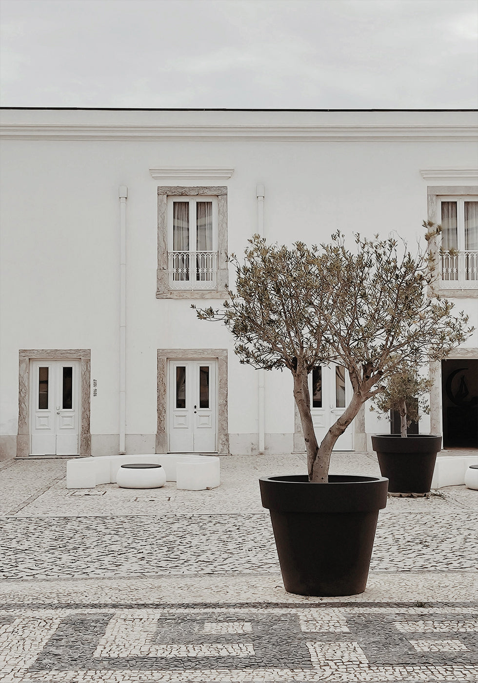 Olive Tree in City Courtyard Plakat - Posterbox.dk