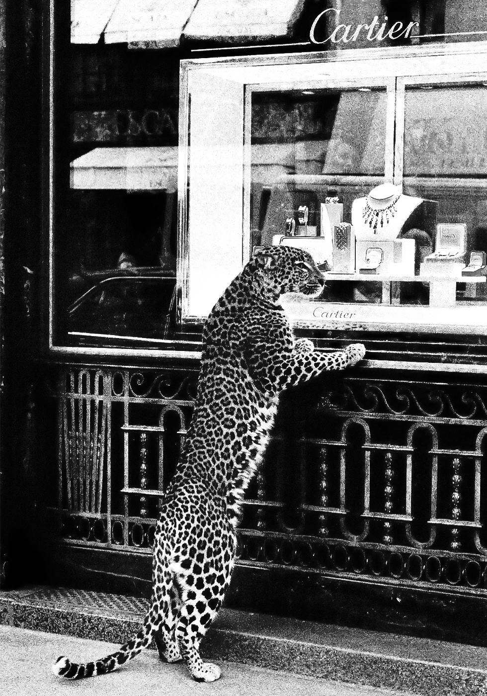 Panther in the Jewelry Shop Plakat - Posterbox.dk