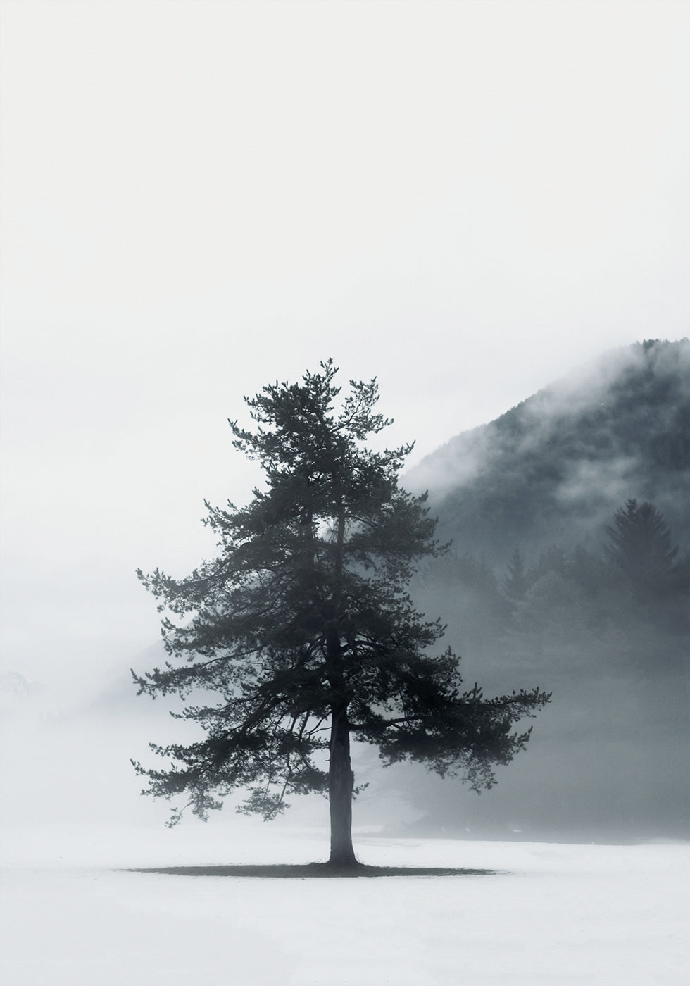 Lone Pine Tree in Foggy Field Plakat - Posterbox.dk