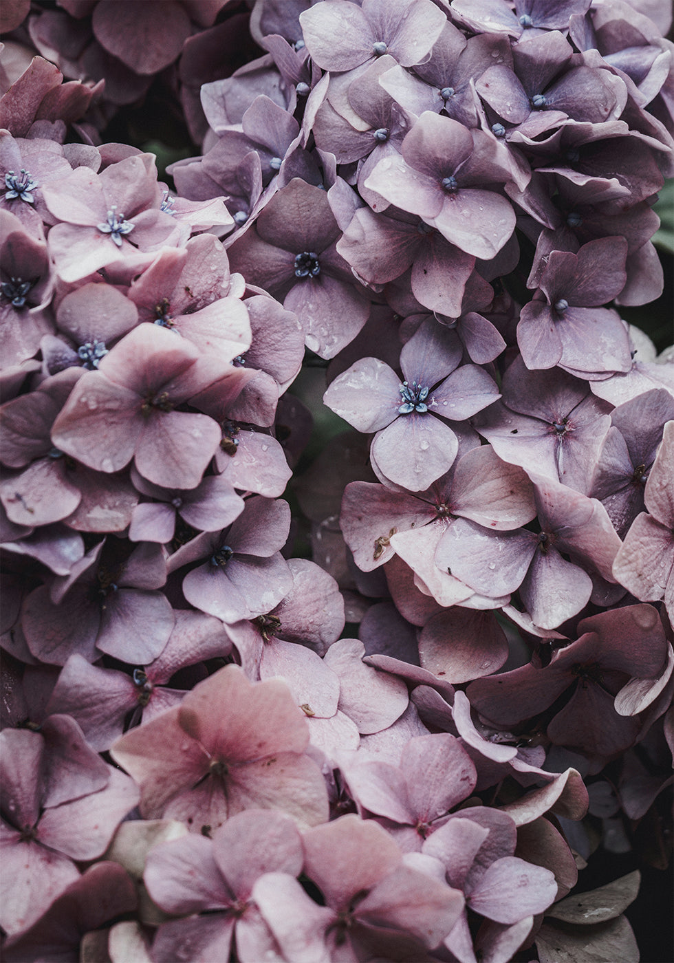 Pink Hydrangea Plakat - Posterbox.dk