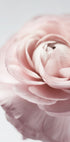Pink Ranunculus Plakat - Posterbox.dk