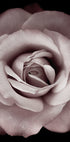Pink Rose Plakat - Posterbox.dk