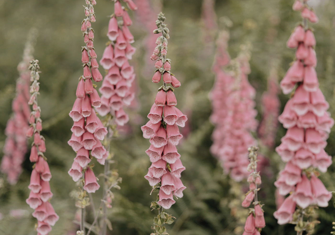 Pink Foxglove Flowers Field Plakat