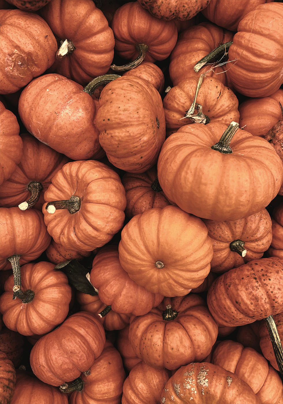 Warm Autumn Pumpkins Plakat - Posterbox.dk