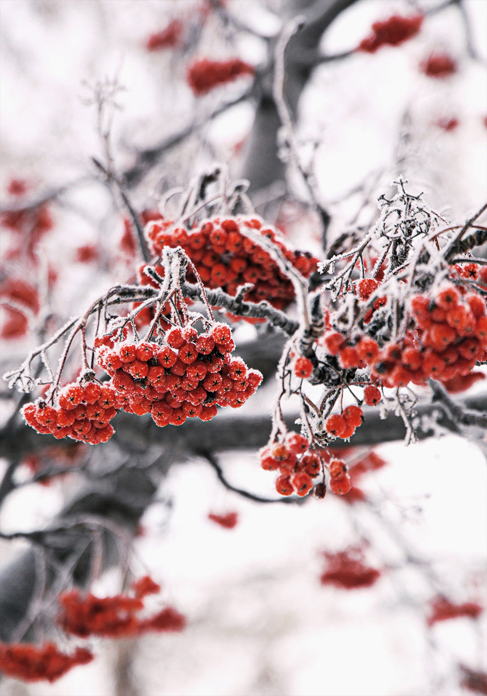 Frosted Red Berries on Winter Branches Plakat