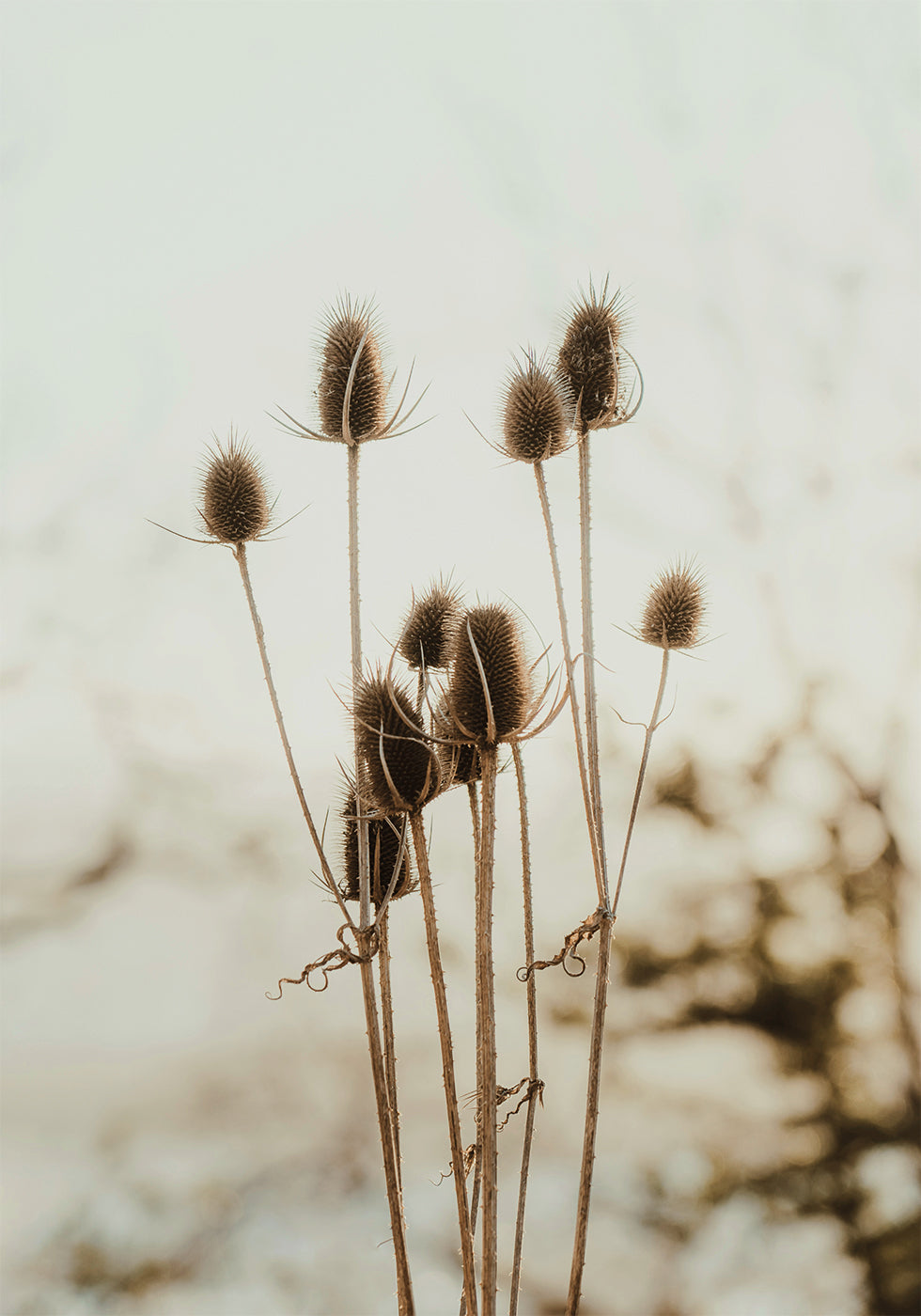 Reeds Plakat - Posterbox.dk