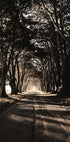 Road Amidst Trees Plakat - Posterbox.dk