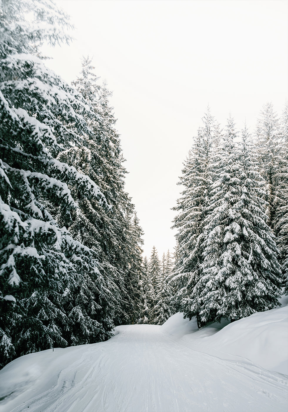 Snowy Road Through Evergreen Forest Plakat