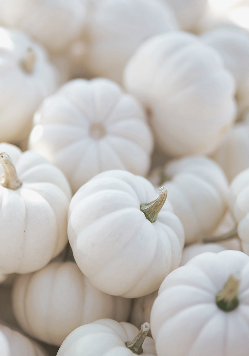 Small White Pumpkins Plakat